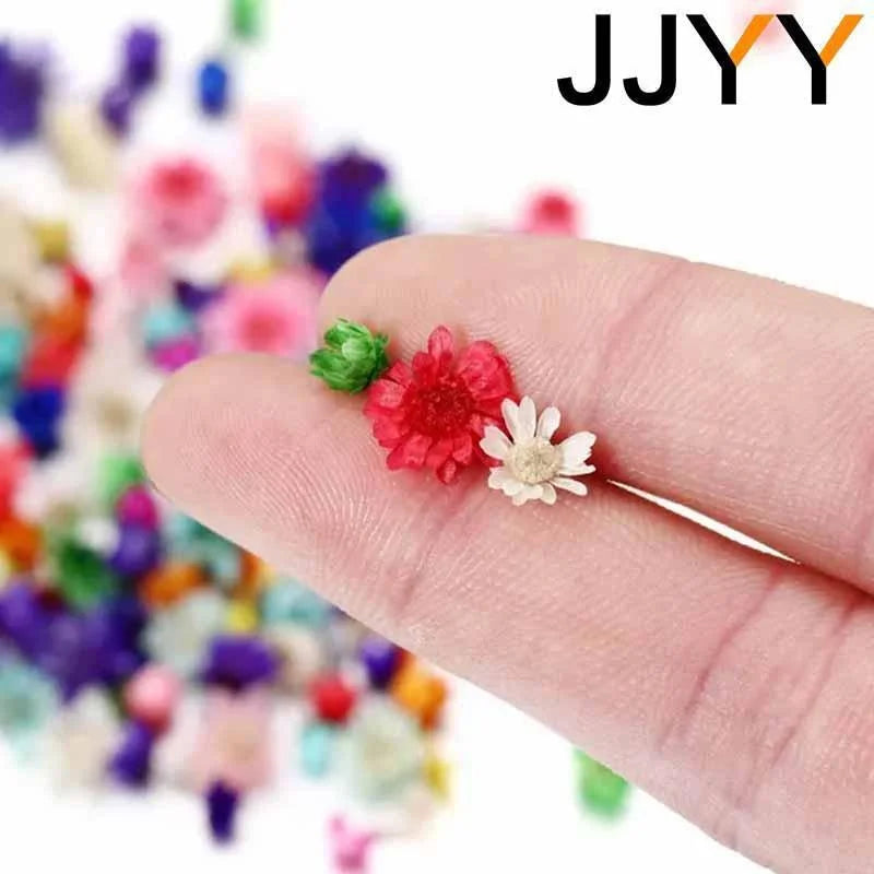 JJYY Multicolor Mini Dried Flowers