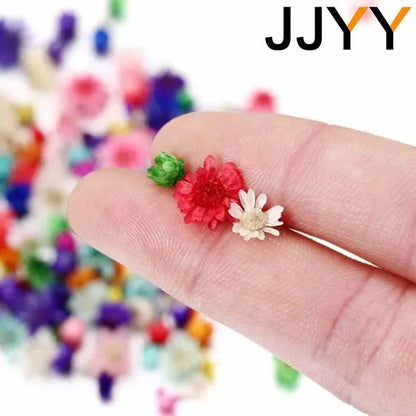 JJYY Multicolor Mini Dried Flowers