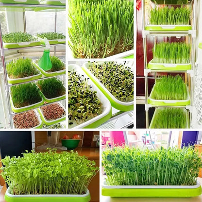 Microgreens Sprouter Hydroponic Tray